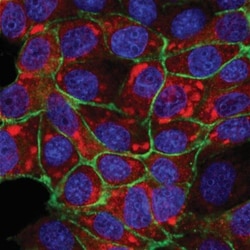 PIEZO1 Antibody - BSA Free, Novus Biologicals:Antibodies:Primary Antibodies